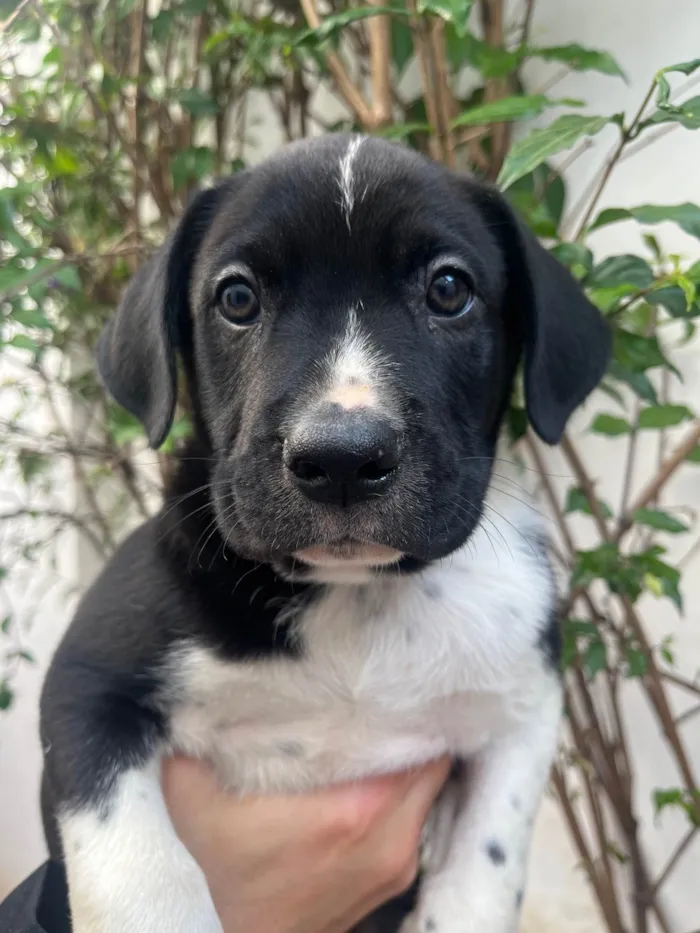 Cachorro ra a SRD-ViraLata idade Abaixo de 2 meses nome Samwise