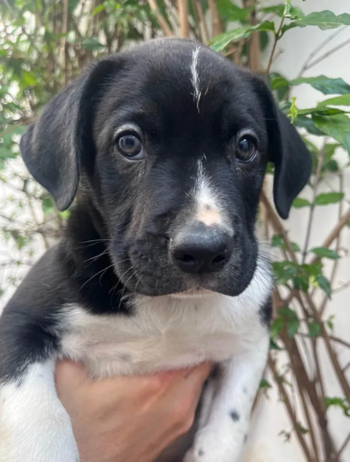 Cachorro ra a SRD-ViraLata idade Abaixo de 2 meses nome Samwise
