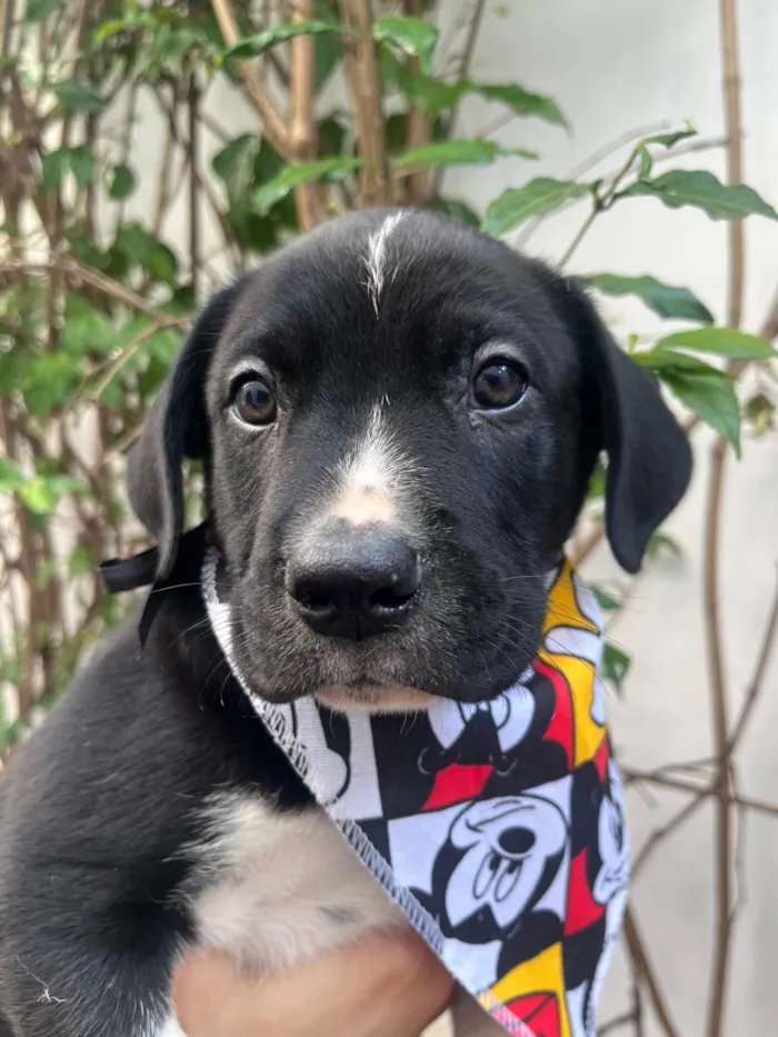 Cachorro ra a SRD-ViraLata idade Abaixo de 2 meses nome Samwise