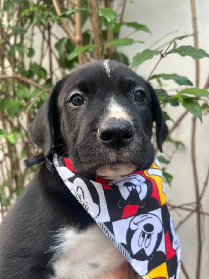 Cachorro ra a SRD-ViraLata idade Abaixo de 2 meses nome Samwise