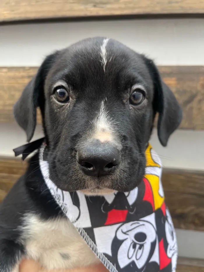 Cachorro ra a SRD-ViraLata idade Abaixo de 2 meses nome Samwise