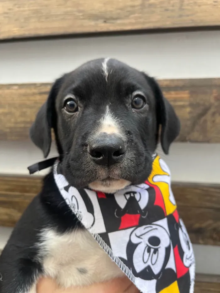 Cachorro ra a SRD-ViraLata idade Abaixo de 2 meses nome Samwise