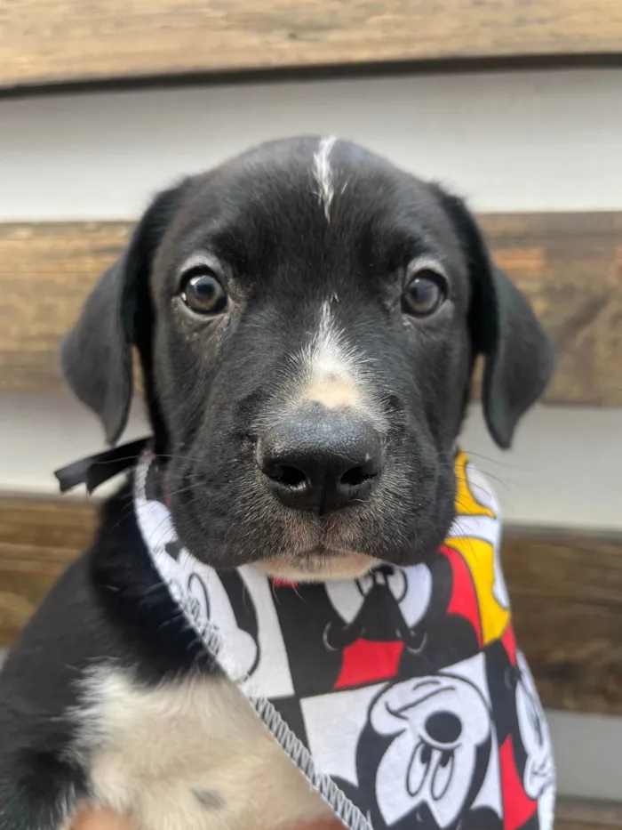Cachorro ra a SRD-ViraLata idade Abaixo de 2 meses nome Samwise