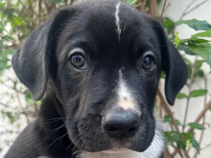 Cachorro ra a SRD-ViraLata idade Abaixo de 2 meses nome Samwise