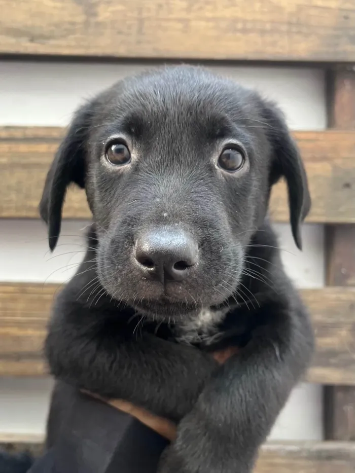 Cachorro ra a SRD-ViraLata idade Abaixo de 2 meses nome Gimli
