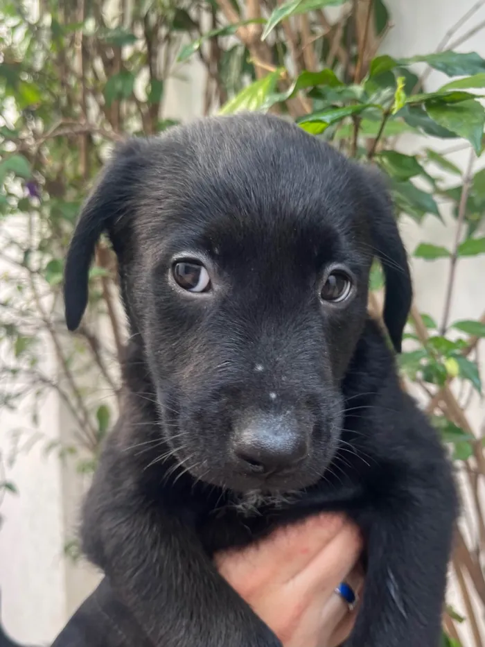Cachorro ra a SRD-ViraLata idade Abaixo de 2 meses nome Gimli