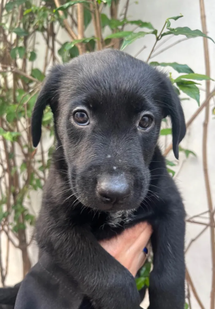 Cachorro ra a SRD-ViraLata idade Abaixo de 2 meses nome Gimli