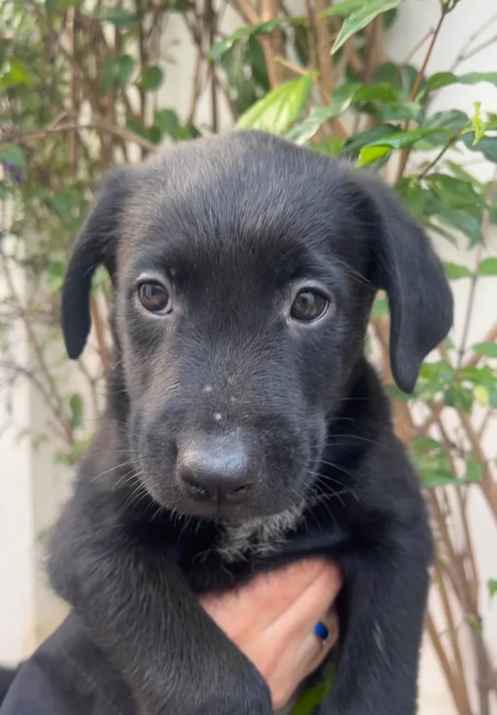 Cachorro ra a SRD-ViraLata idade Abaixo de 2 meses nome Gimli