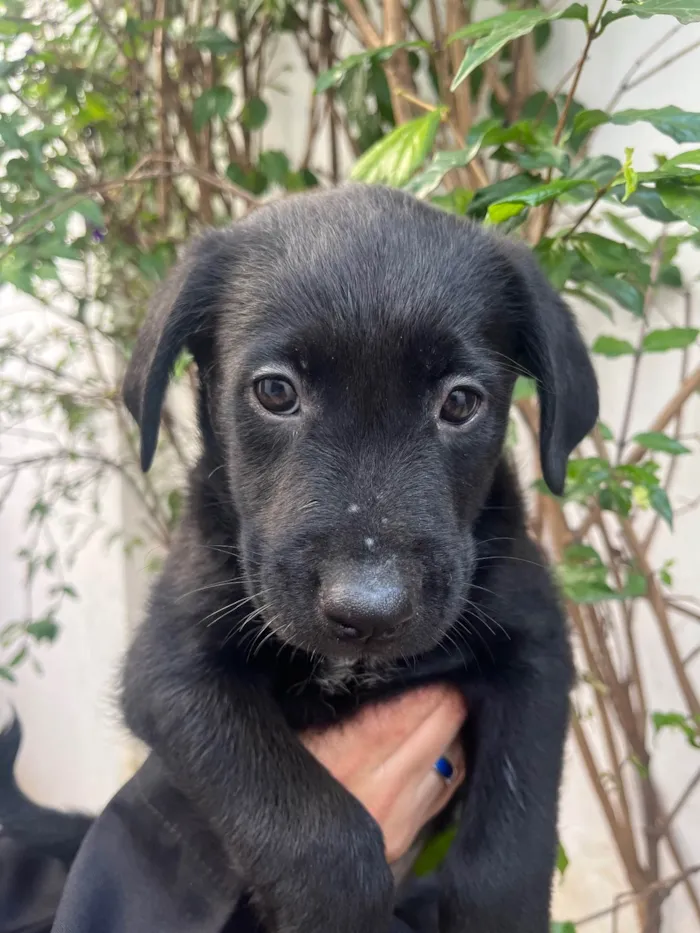 Cachorro ra a SRD-ViraLata idade Abaixo de 2 meses nome Gimli