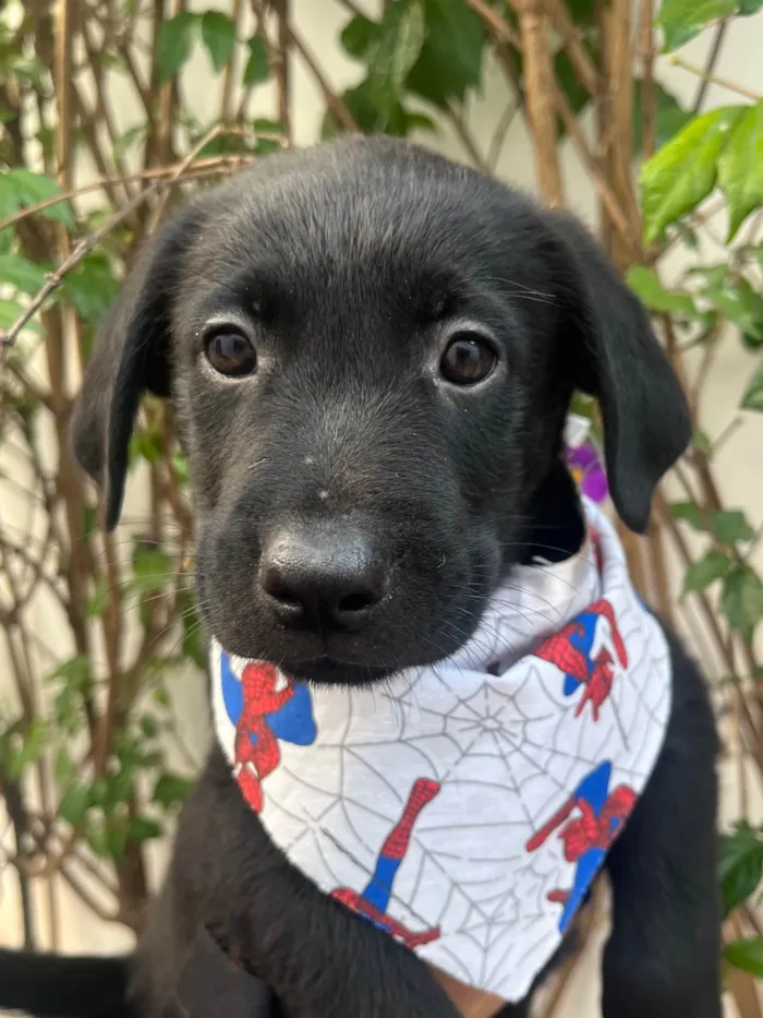 Cachorro ra a SRD-ViraLata idade Abaixo de 2 meses nome Gimli