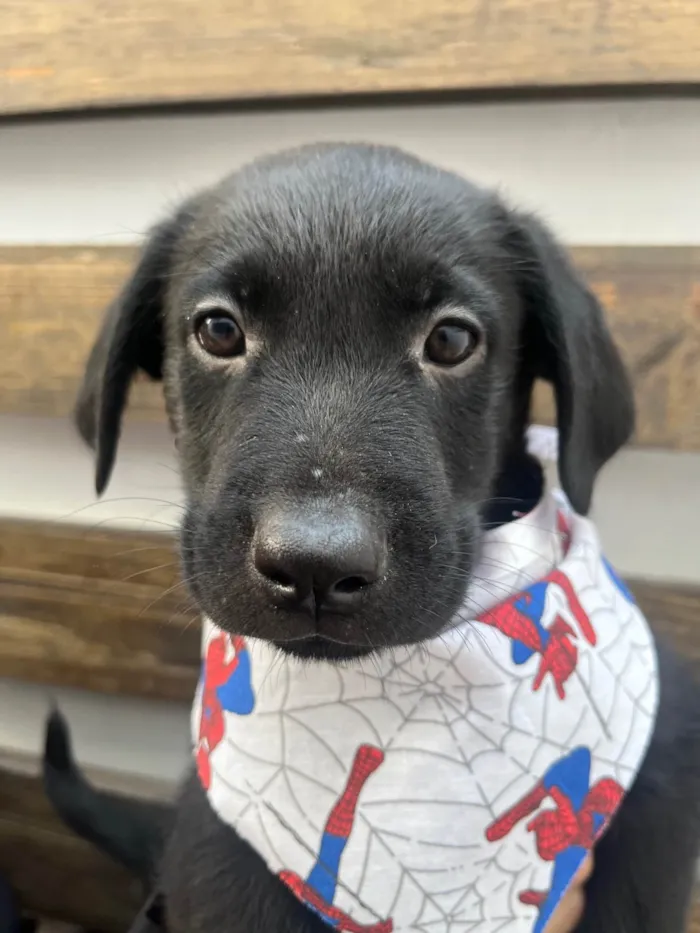 Cachorro ra a SRD-ViraLata idade Abaixo de 2 meses nome Gimli