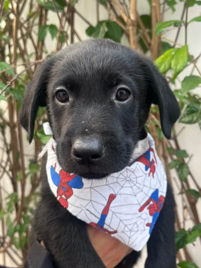 Cachorro ra a SRD-ViraLata idade Abaixo de 2 meses nome Gimli