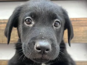 Cachorro raça SRD-ViraLata idade Abaixo de 2 meses nome Gimli