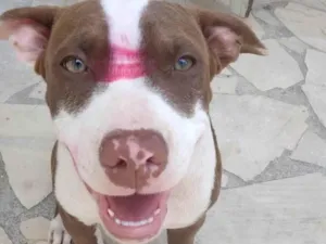 Cachorro raça Pit-Bull idade 7 a 11 meses nome Hydra