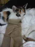 Mimi
