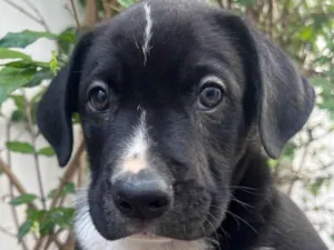 Cachorro raça SRD-ViraLata idade Abaixo de 2 meses nome Samwise