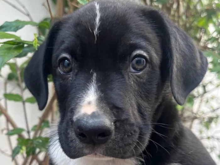 Cachorro ra a SRD-ViraLata idade Abaixo de 2 meses nome Samwise