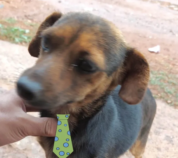 Cachorro ra a Mestico  idade 2 a 6 meses nome Bolt 