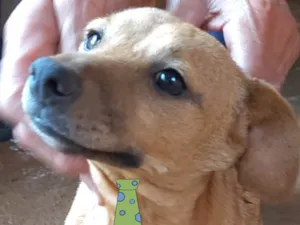 Cachorro raça Mestico  idade 2 a 6 meses nome Bento 