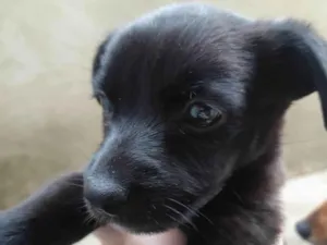 Cachorro raça SRD-ViraLata idade  nome Lua