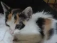 Mimi