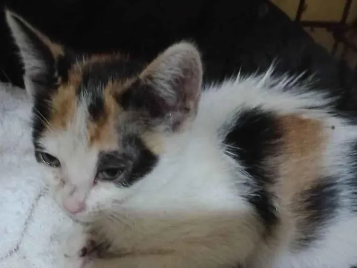 Gato ra a SRD-ViraLata idade  nome Mimi