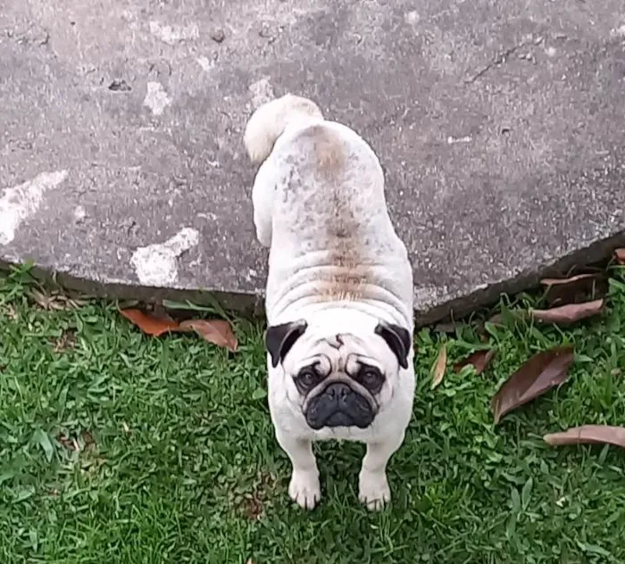 Cachorro ra a Pug idade 3 anos nome ANABELL