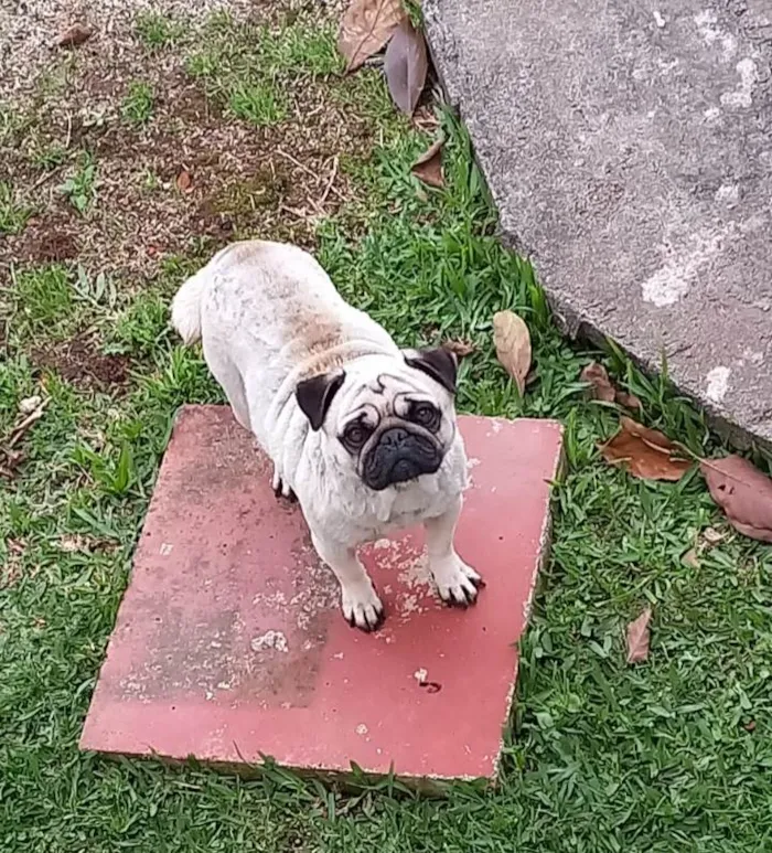 Cachorro ra a Pug idade 3 anos nome ANABELL