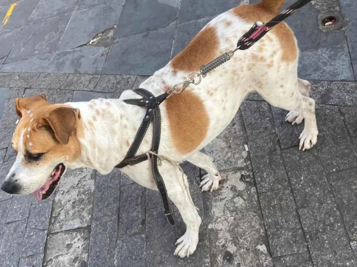 Cachorro ra a SRD-ViraLata idade 4 anos nome Não possui