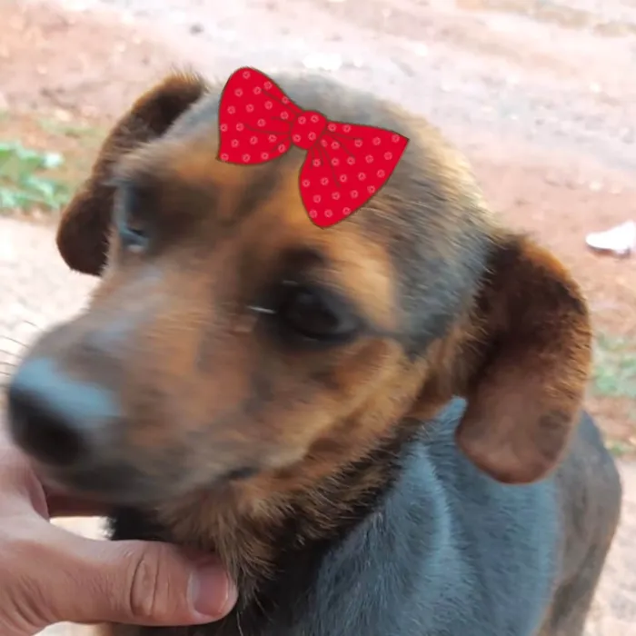 Cachorro ra a Mestica  idade 7 a 11 meses nome Teka 