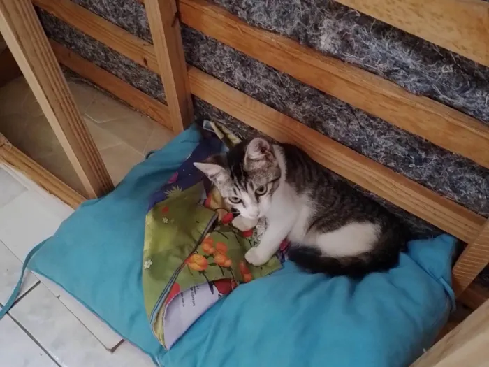 Gato ra a indefinida idade Abaixo de 2 meses nome Teo