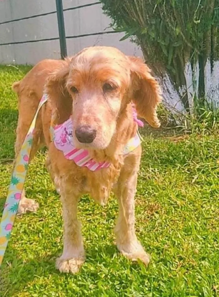 Cachorro ra a Cocker idade 6 ou mais anos nome Cora