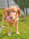 Cora