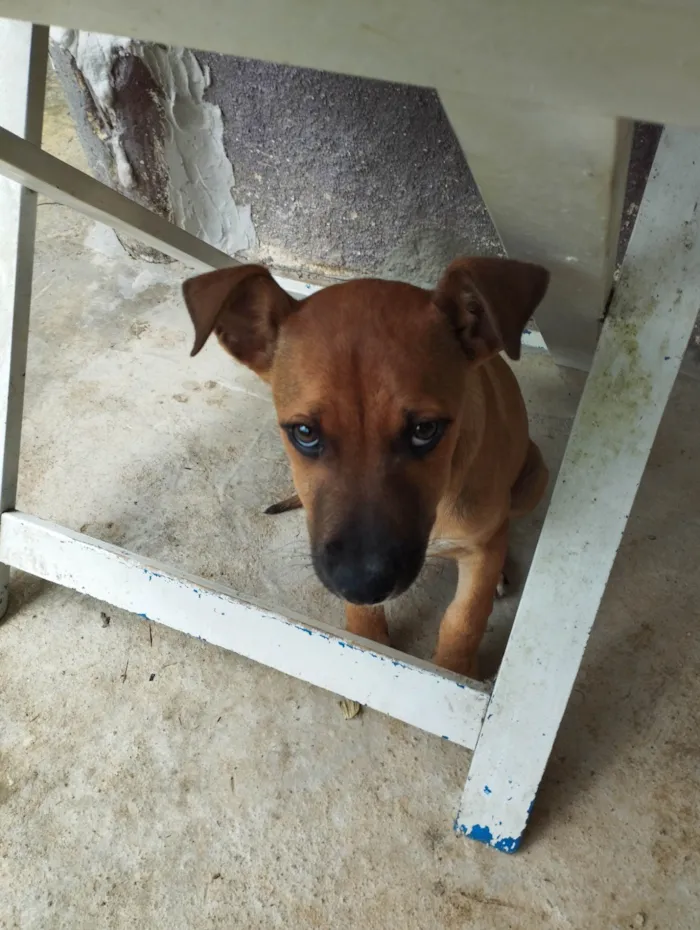 Cachorro ra a SRD-ViraLata idade 2 a 6 meses nome Meg