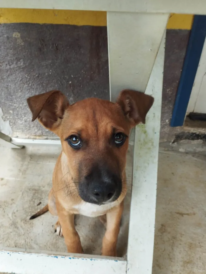 Cachorro ra a SRD-ViraLata idade 2 a 6 meses nome Meg