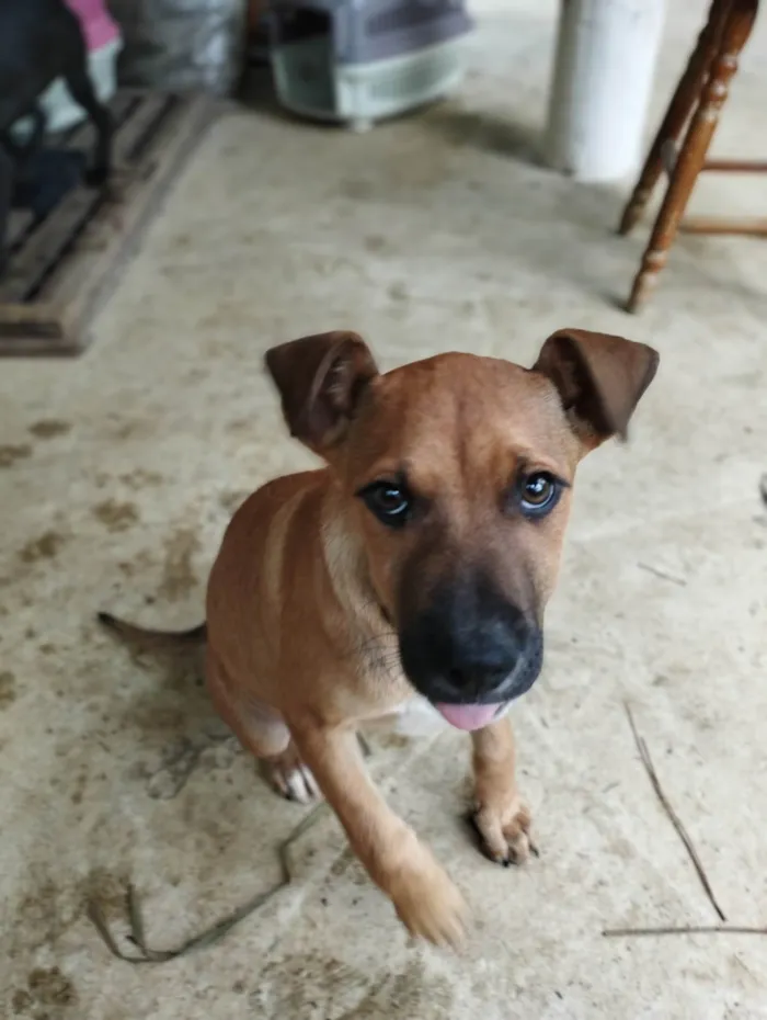 Cachorro ra a SRD-ViraLata idade 2 a 6 meses nome Meg