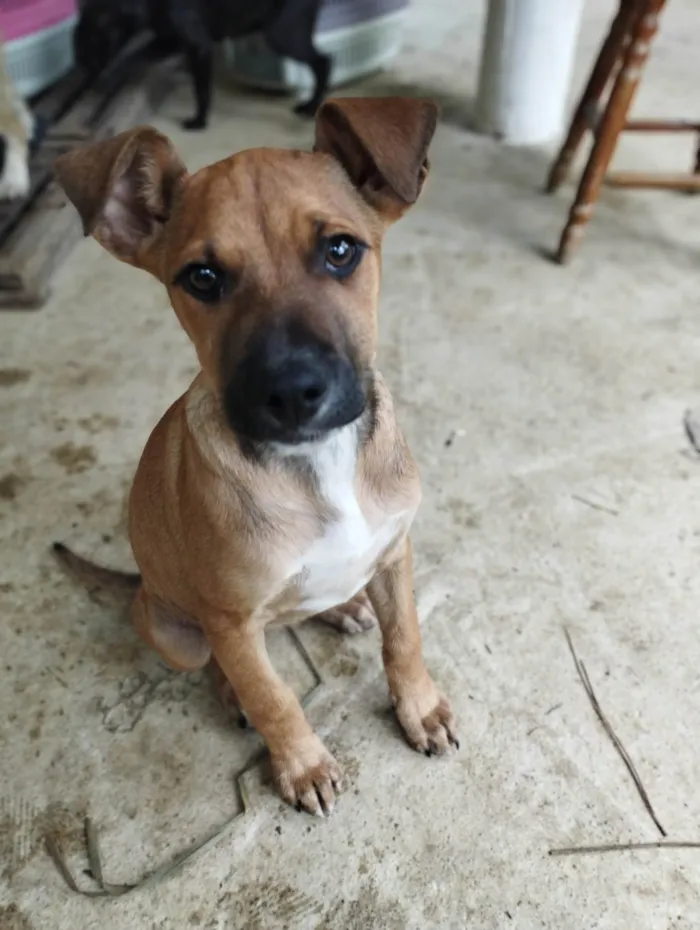 Cachorro ra a SRD-ViraLata idade 2 a 6 meses nome Meg