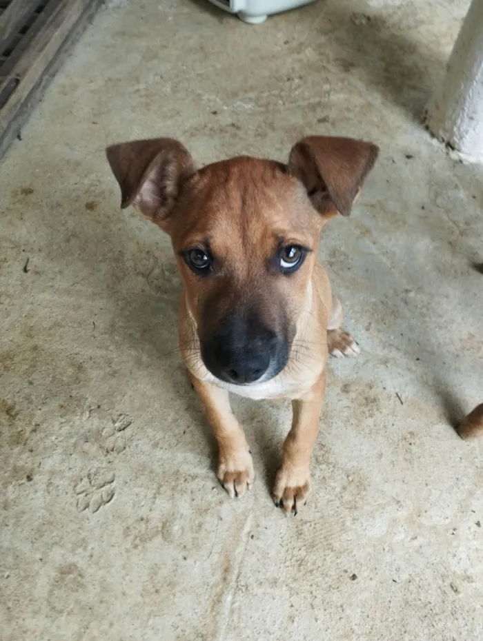 Cachorro ra a SRD-ViraLata idade 2 a 6 meses nome Meg