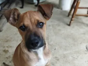 Cachorro raça SRD-ViraLata idade 2 a 6 meses nome Meg