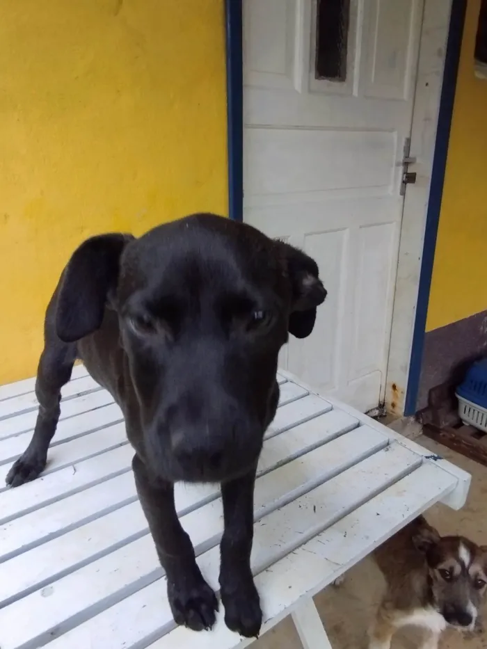 Cachorro ra a SRD-ViraLata idade 2 a 6 meses nome Frida