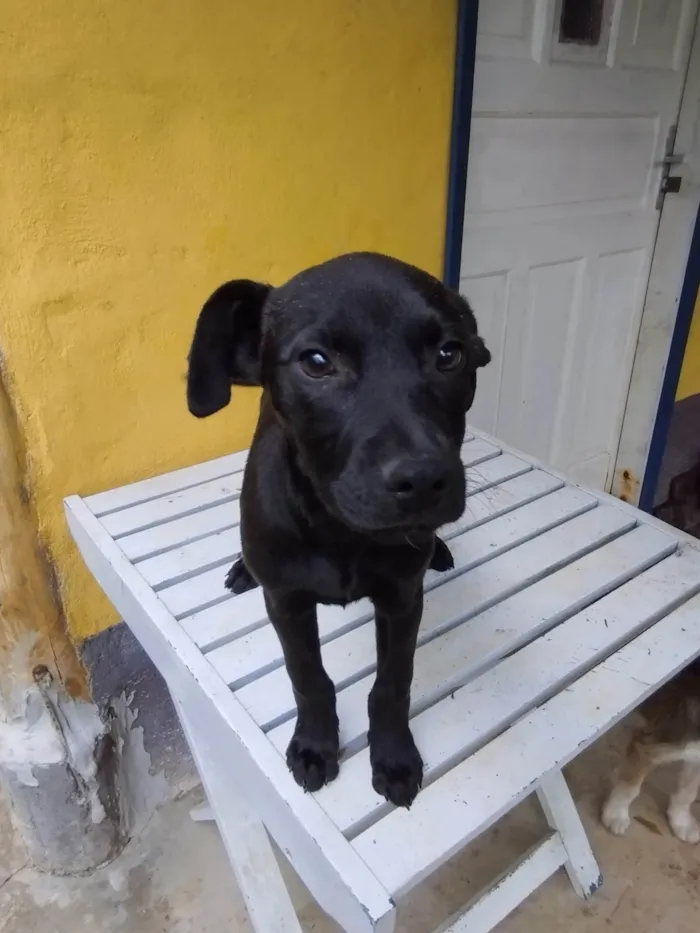 Cachorro ra a SRD-ViraLata idade 2 a 6 meses nome Frida