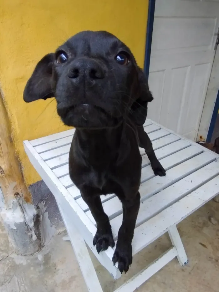 Cachorro ra a SRD-ViraLata idade 2 a 6 meses nome Frida