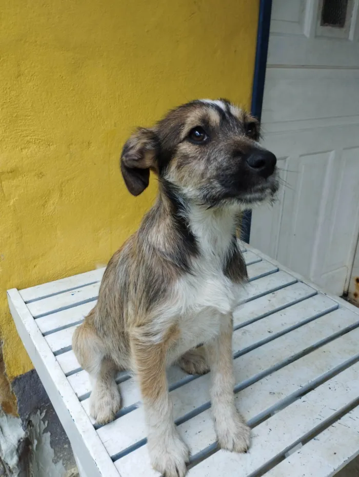 Cachorro ra a SRD-ViraLata idade 2 a 6 meses nome Katy