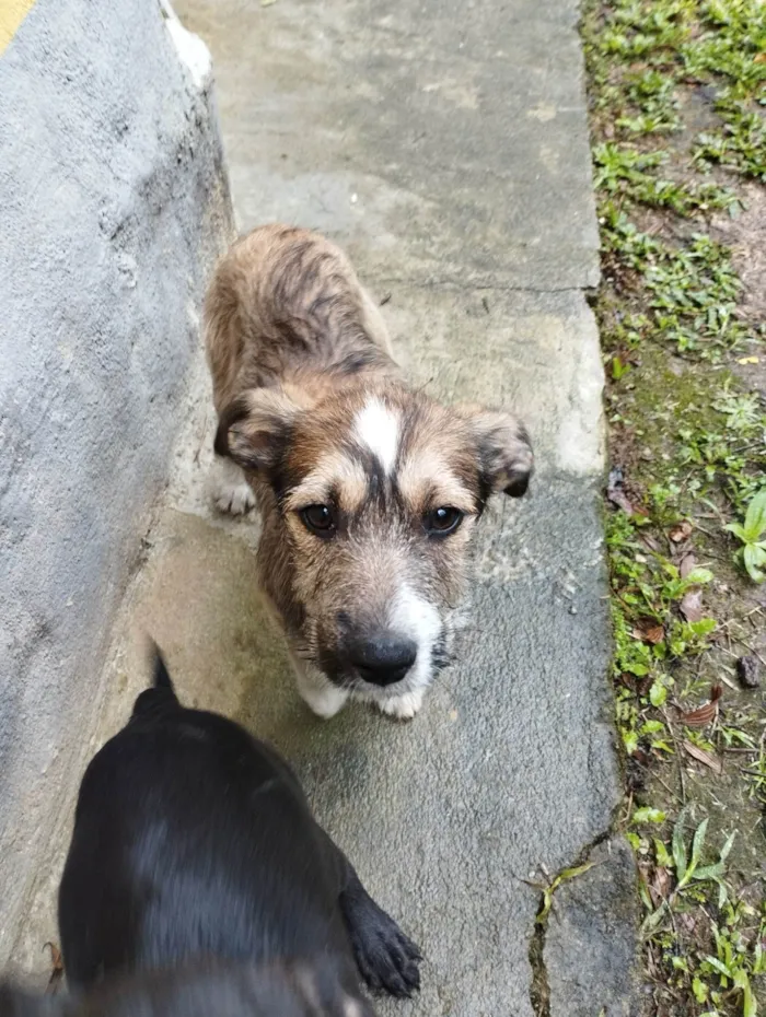 Cachorro ra a SRD-ViraLata idade 2 a 6 meses nome Katy