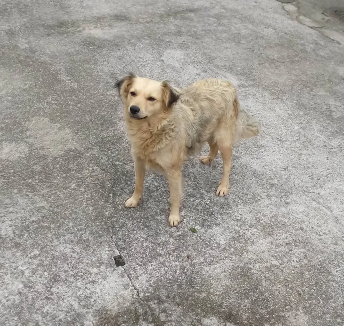 Cachorro ra a SRD-ViraLata idade 3 anos nome Lola