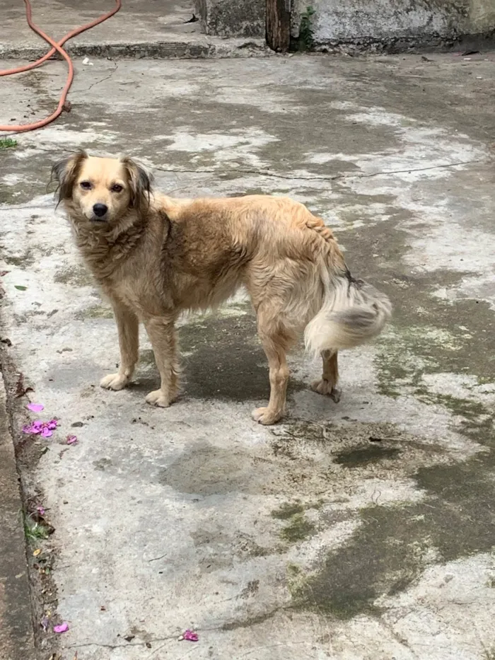 Cachorro ra a SRD-ViraLata idade 3 anos nome Lola