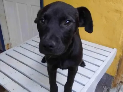 Cachorro raça SRD-ViraLata idade 2 a 6 meses nome Katy