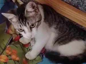 Gato raça indefinida idade Abaixo de 2 meses nome Teo