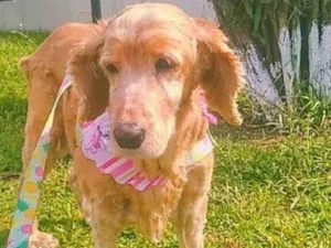 Cachorro raça Cocker idade 6 ou mais anos nome Cora