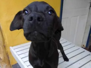 Cachorro raça SRD-ViraLata idade 2 a 6 meses nome Frida